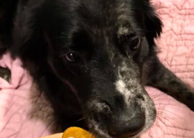 Dog receiving a treat during premier dog boarding at Captain Creek Ranch