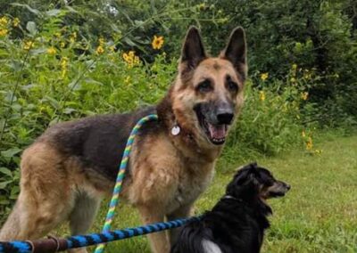 Dogs enjoying nature walk during premier dog boarding stay with Captain Creek Ranch