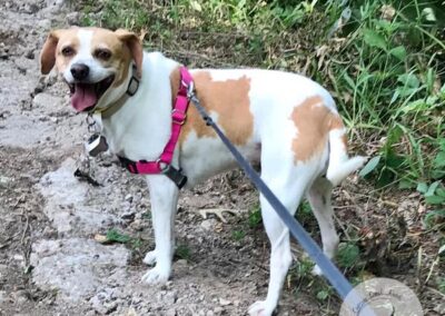 Dog having fun during walk in nature while dog boarding at Captain Creek Ranch